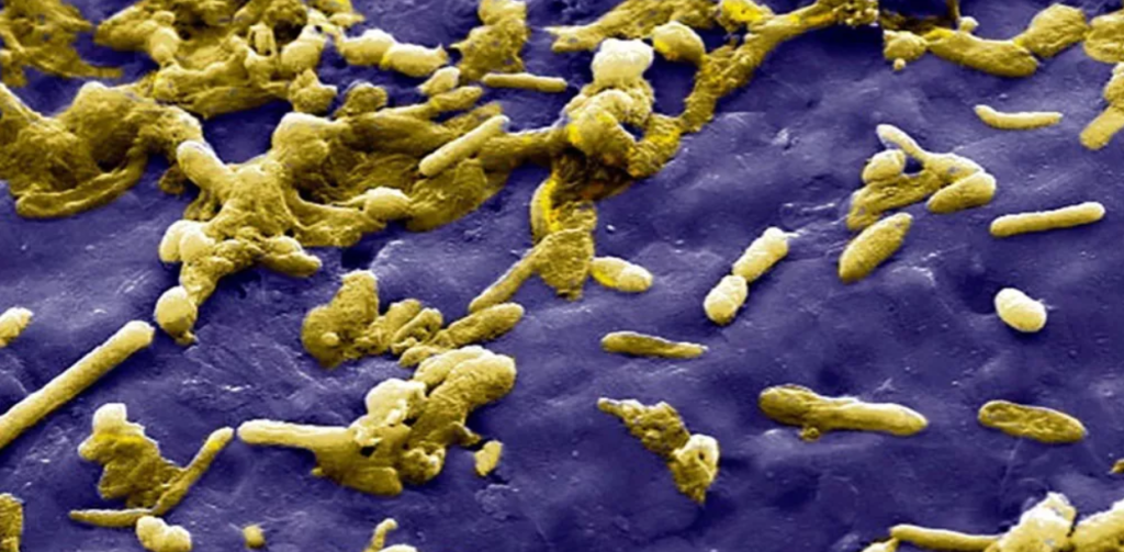 Le microbiote intestinal abrite une abondance de bactéries,